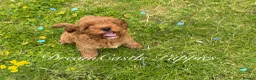 Cavapoo dogs for sale: Deep red Teddy Cavapoo ready now - Advert 4
