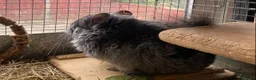 Chinchilla rodents for sale: RPA (Angoran) Chinchilla Boy, 7 months old - Advert 4