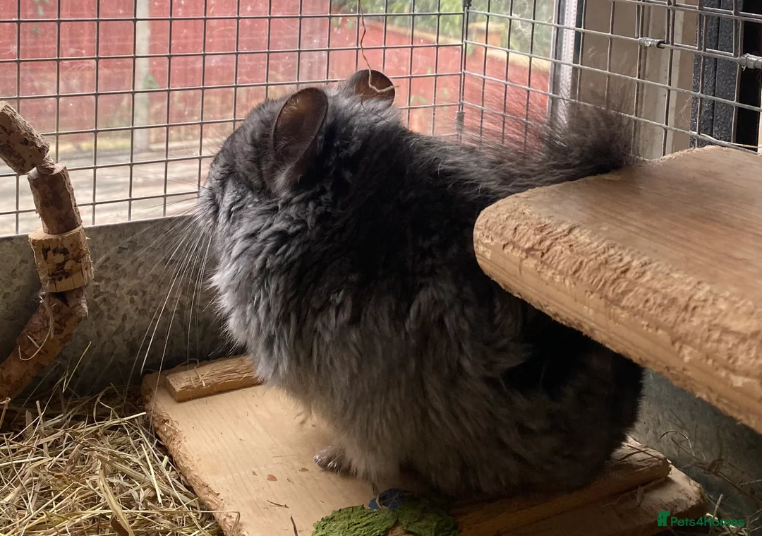 Chinchilla rodents for sale: RPA (Angoran) Chinchilla Boy, 7 months old - Advert 4
