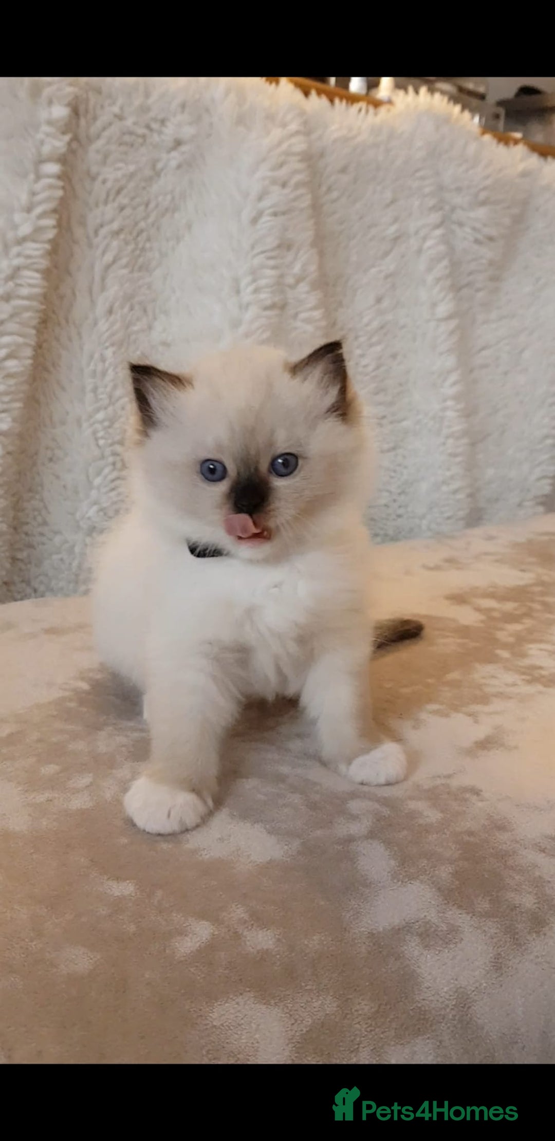 Ragdoll cats for sale: Exceptional Bloodlines Ragdoll kittens  - Advert 5