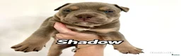 Mixed Breed dogs for sale: Exotic bullies - English bulldog x American bully - Advert 8