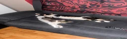 Mixed Breed cats for sale: Ella + Tilly  - Advert 3