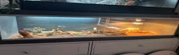 Bearded Dragon reptiles for sale: Bearded Dragon  in Staines - Advert 2