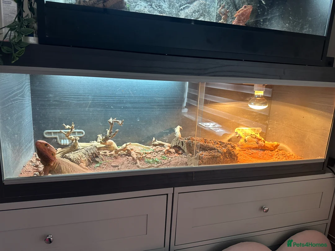 Bearded Dragon reptiles for sale: Bearded Dragon  in Staines - Advert 2