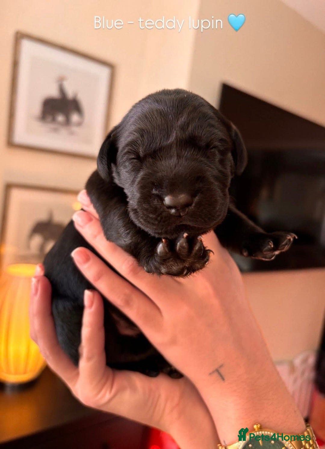 Labrador Retriever dogs for sale: Beautiful KC Labs / DRAKESHEAD - 1 BOY LEFT! - Advert 11