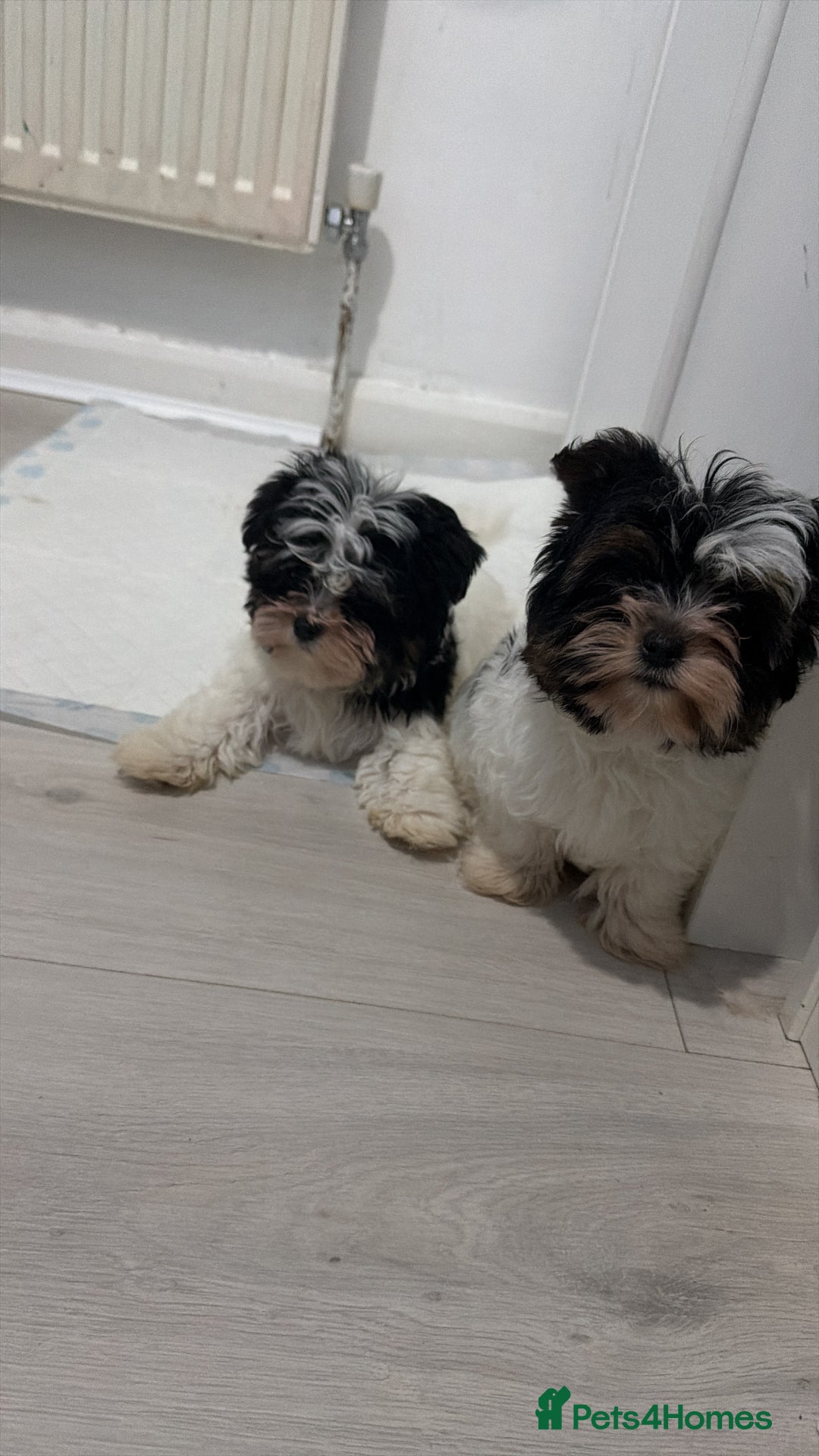 Yorkshire Terrier dogs for sale: Brewer terriers  - Advert 2