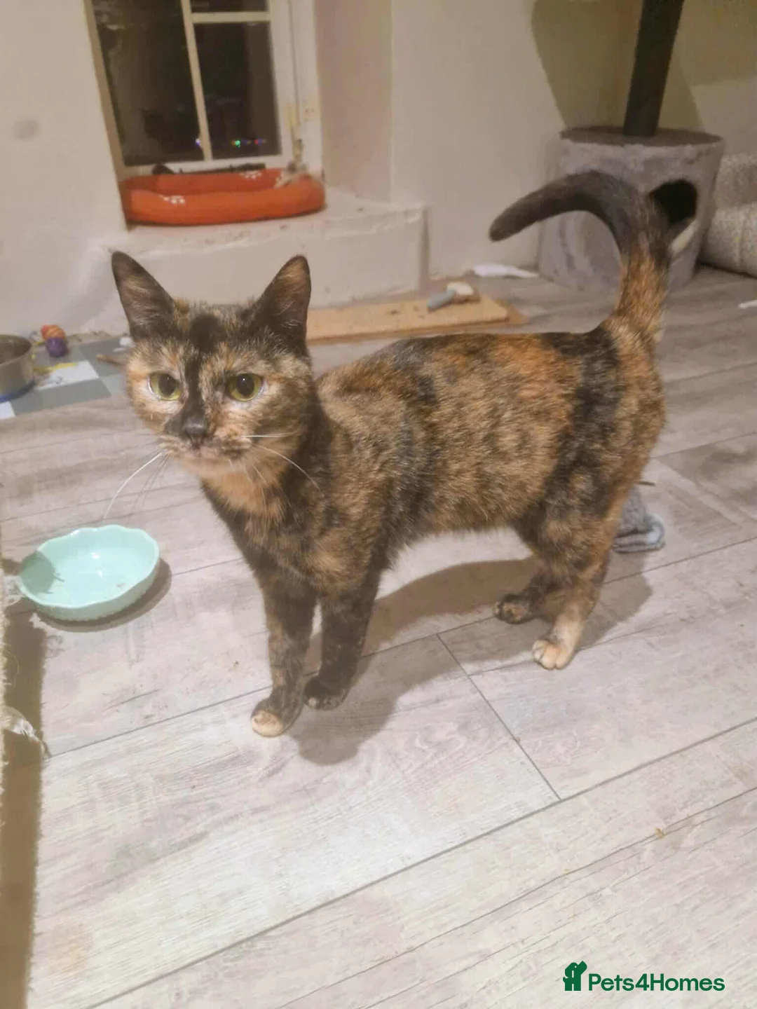 Mixed Breed cats for adoption: Mars for adoption - Advert 1