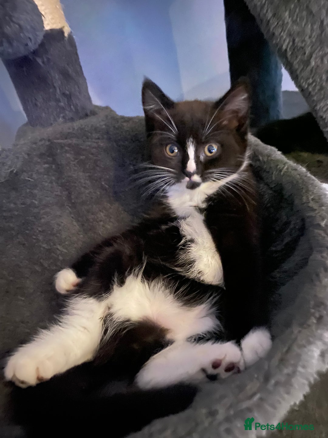 Mixed Breed cats for sale: X BRITISH SHORT adorable kittens ready 4 new home - Image 9