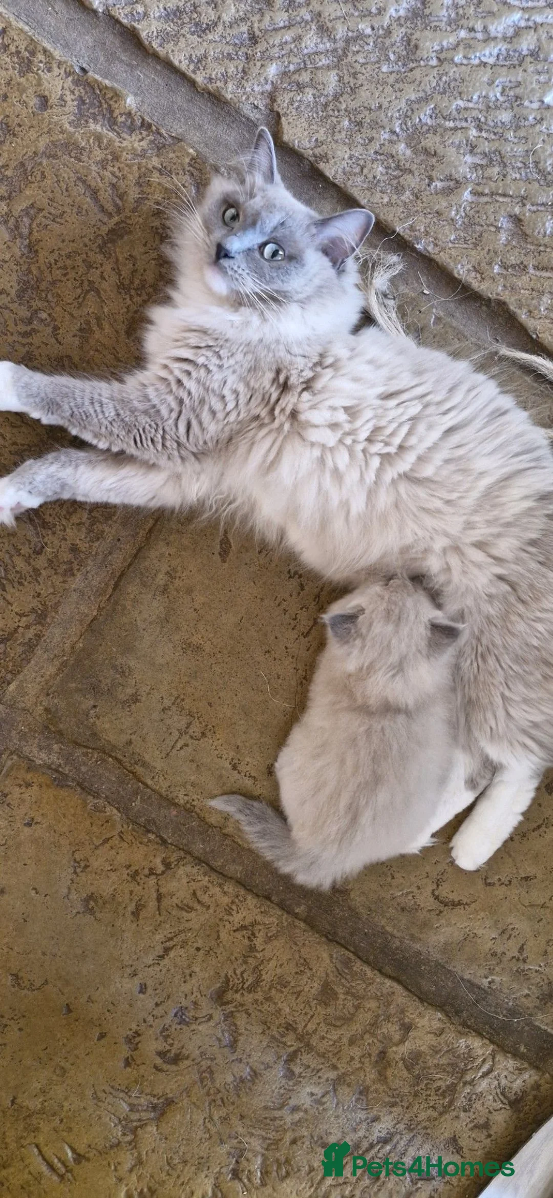 Ragdoll cats for sale: Ragdoll kittens awaiting their forever homes in Cheddar - Advert 2