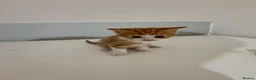 Mixed Breed cats for sale: Beautiful kittens for sale in London - Advert 8
