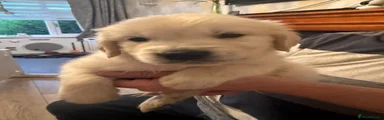 Golden Retriever 3