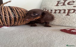 Miniature Dachshund dogs for sale: Long haired miniature dachshunds  - Image 3