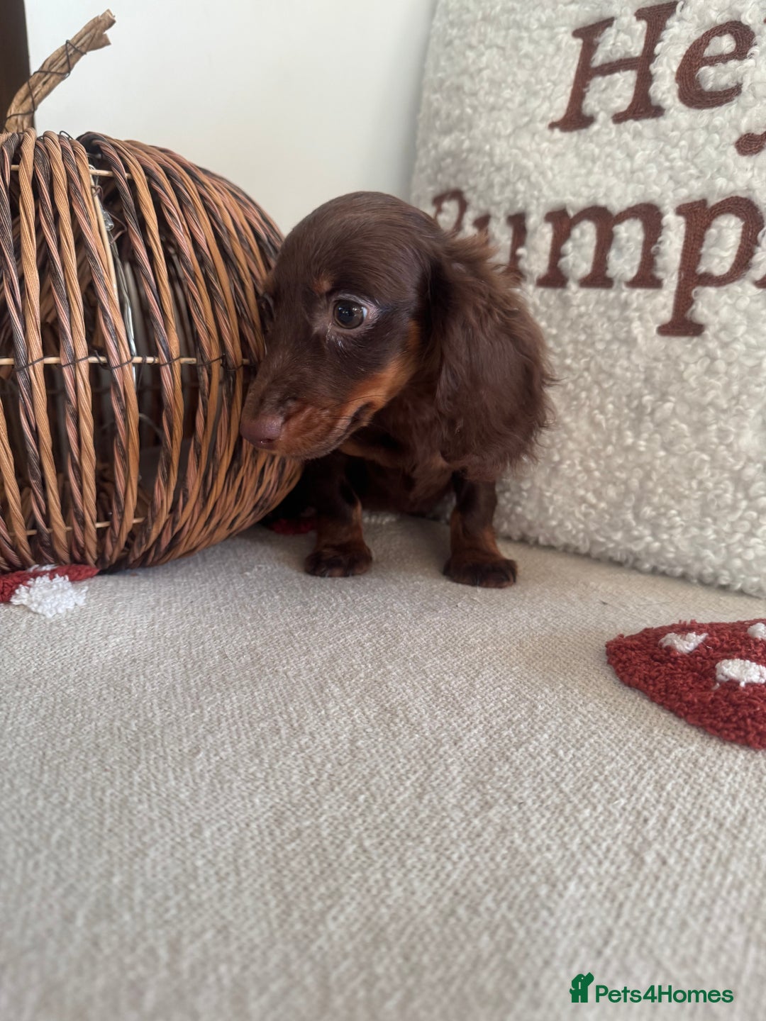 Miniature Dachshund dogs for sale: Long haired miniature dachshunds  - Image 3