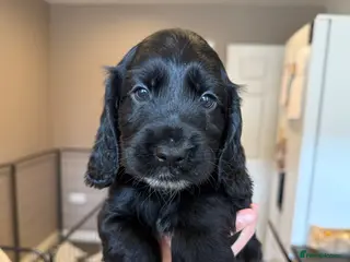 Cockapoo dogs Beautiful Cockapoo Puppies - Advert 16