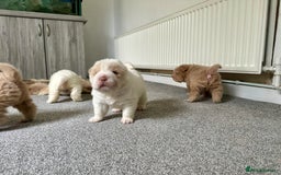 Shar Pei dogs for sale: Top quality bear coat sharpei  - Image 31
