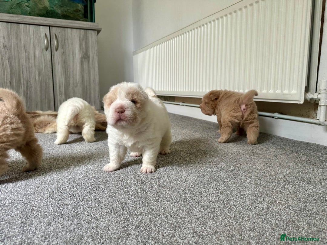 Shar Pei dogs for sale: Top quality bear coat sharpei  - Image 31