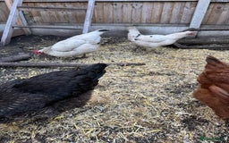 Chickens poultry for sale: Chickens for sale - Image 12