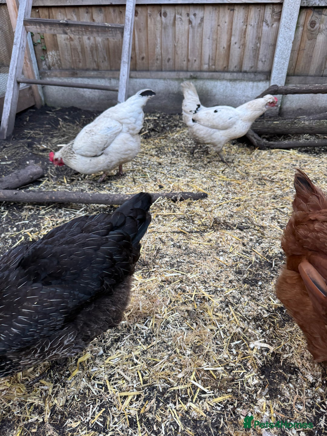 Chickens poultry for sale: Chickens for sale - Image 12