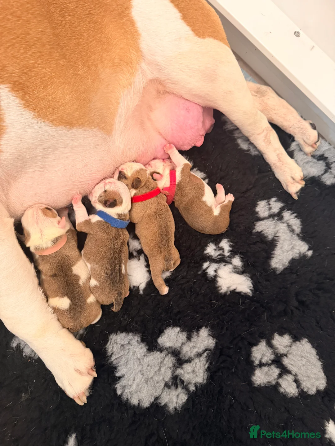 English Bulldog dogs for sale: English bulldogs male / female  - Advert 7