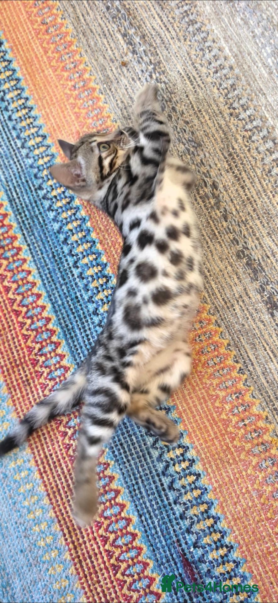 Bengal cats Bengal TICA registered kittens. - Advert 11