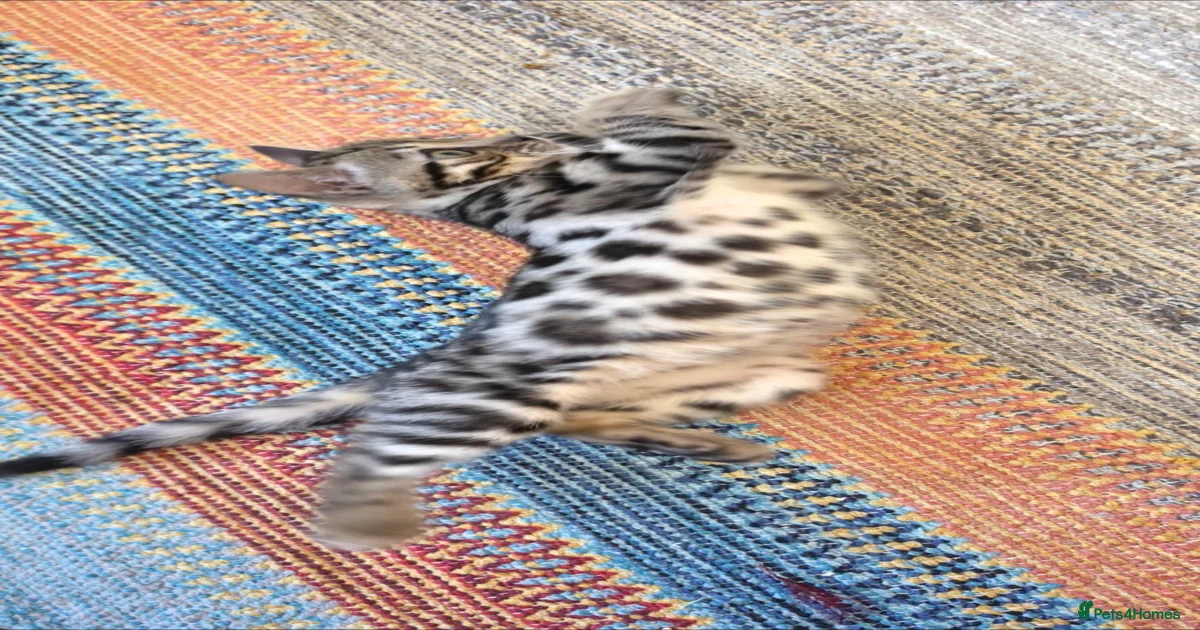 Snow Bengal Kittens for sale | Pets4Homes