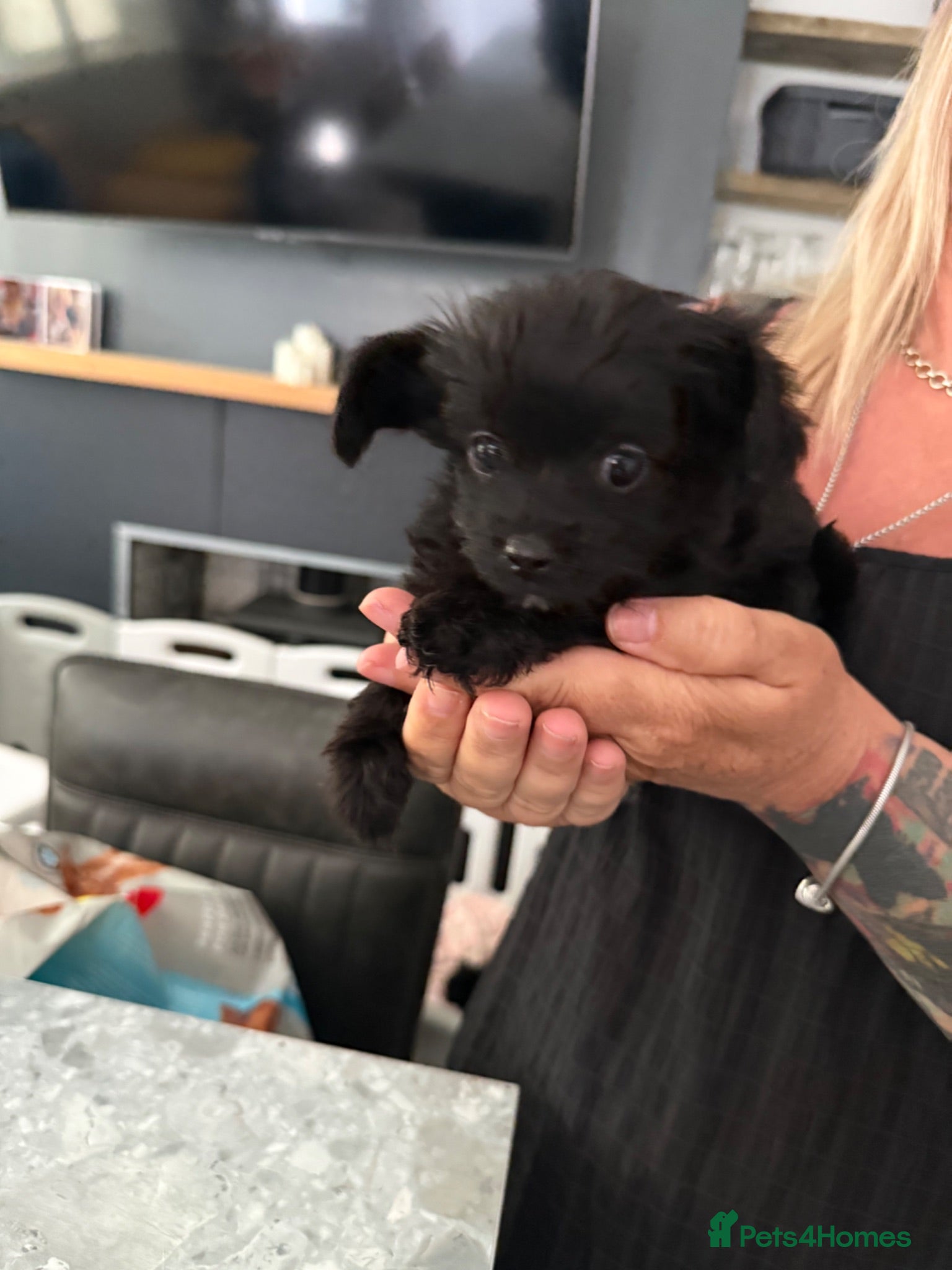 Mixed Breed dogs 2 male yorkiepoos ready to go now !!!  - Advert 4