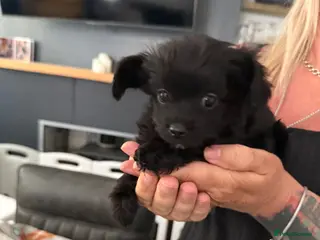 Mixed Breed dogs 2 male yorkiepoos ready to go now !!! - Advert 4