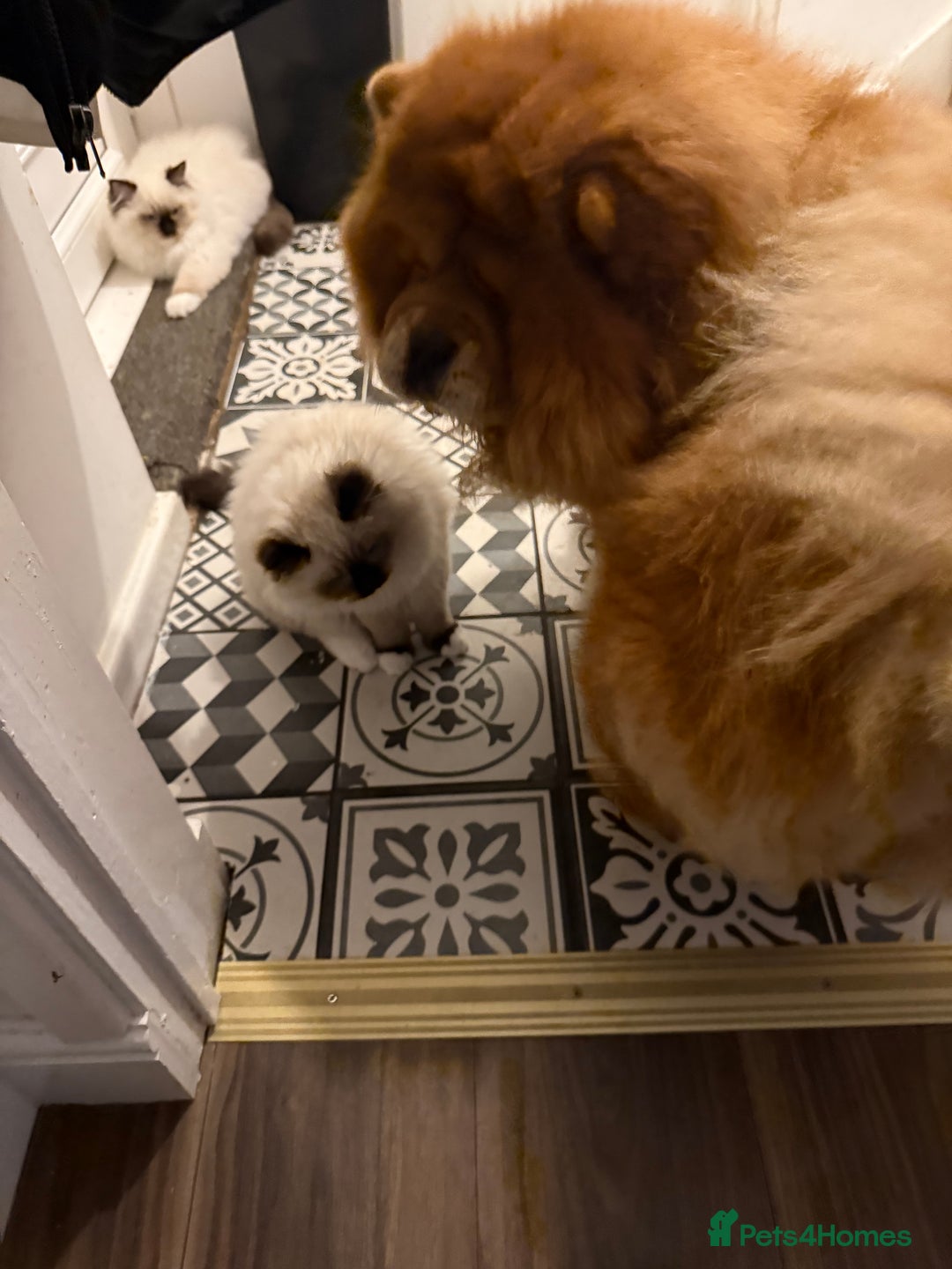 Ragdoll cats for sale: READY NOW 2 fluffy boys - Advert 26