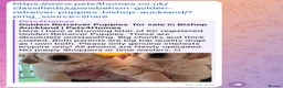 Golden Retriever dogs for sale: Beautiful Golden Retriever Puppy in London - Advert 2