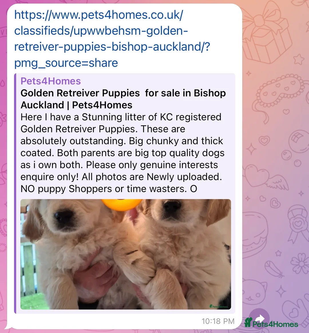Golden Retriever dogs for sale: Beautiful Golden Retriever Puppy in London - Advert 2