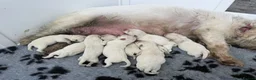 West Highland Terrier dogs for sale: Beautiful otter of 9 Westie puppies  - Advert 15