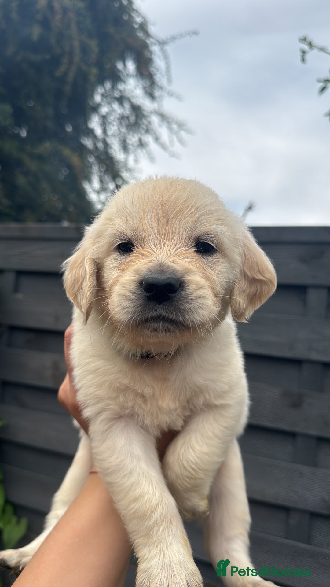 Golden Retriever dogs for sale: Golden puppies  - Image 16