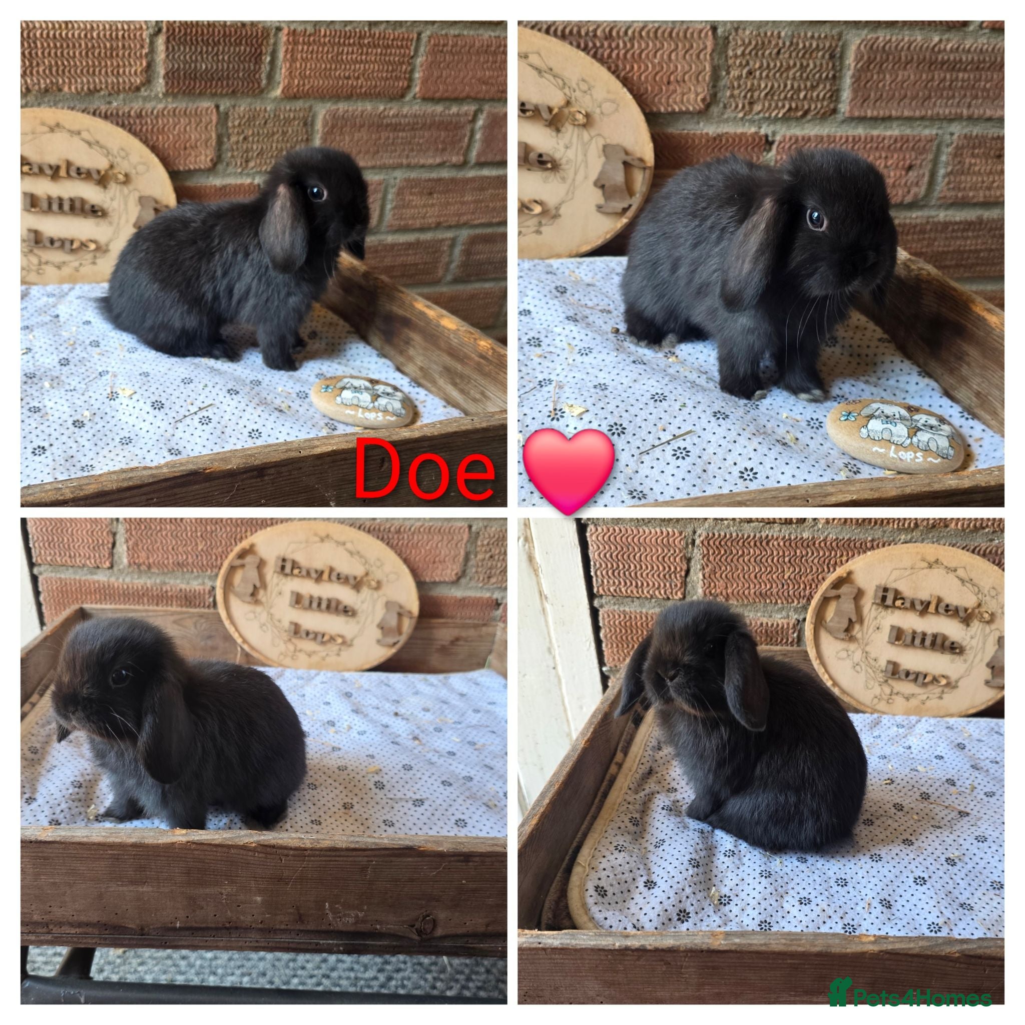 Mini Lop rabbits READY NOW Gorgeous pure breed mini lops  - Advert 1