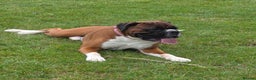 Boxer dogs for stud: 💥 STUNNING 37KG PROVEN RED & BLACK MASK STUD 💥 in Rotherham - Advert 33