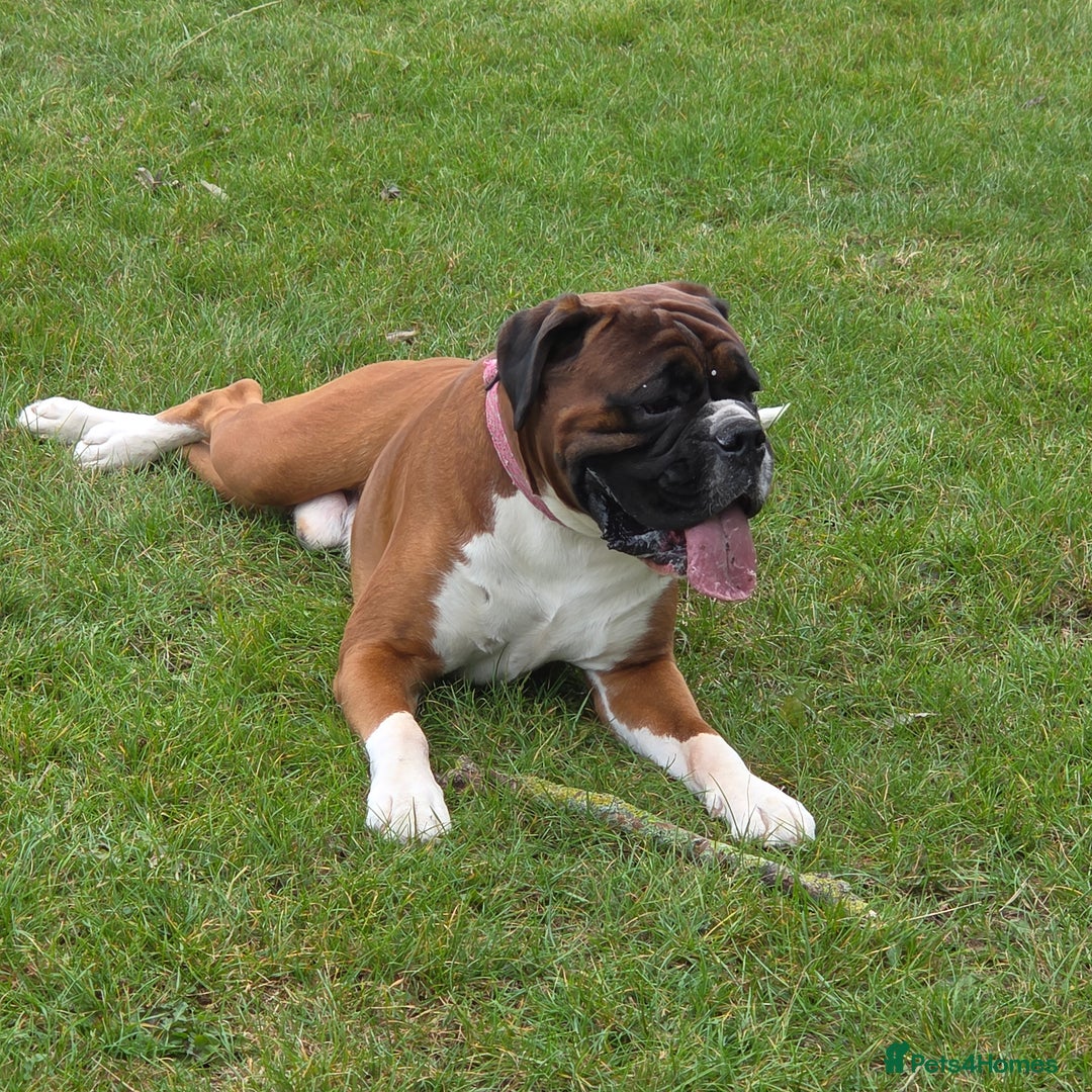 Boxer dogs for stud: 💥 STUNNING 37KG PROVEN RED & BLACK MASK STUD 💥 in Rotherham - Image 33