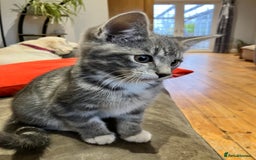 Mixed Breed cats for sale: Sweet natured kittens ready to go - Advert 3