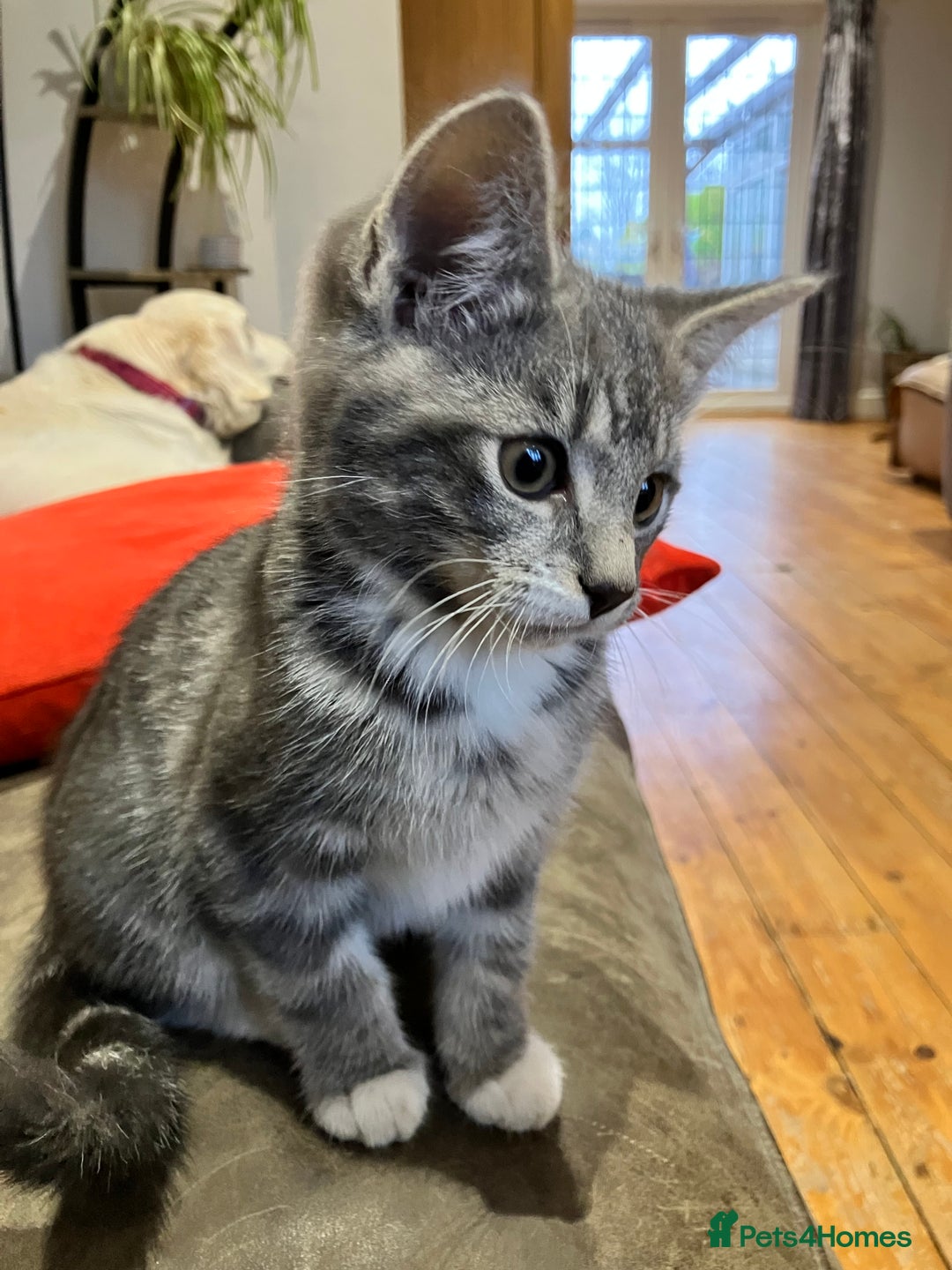 Mixed Breed cats for sale: Sweet natured kittens ready to go - Advert 3