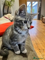 Mixed Breed cats Sweet natured kittens ready to go - Advert 8