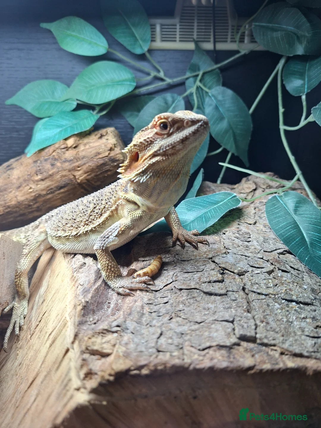 Bearded Dragon reptiles for sale: Female Bearded Dragon - Advert 8