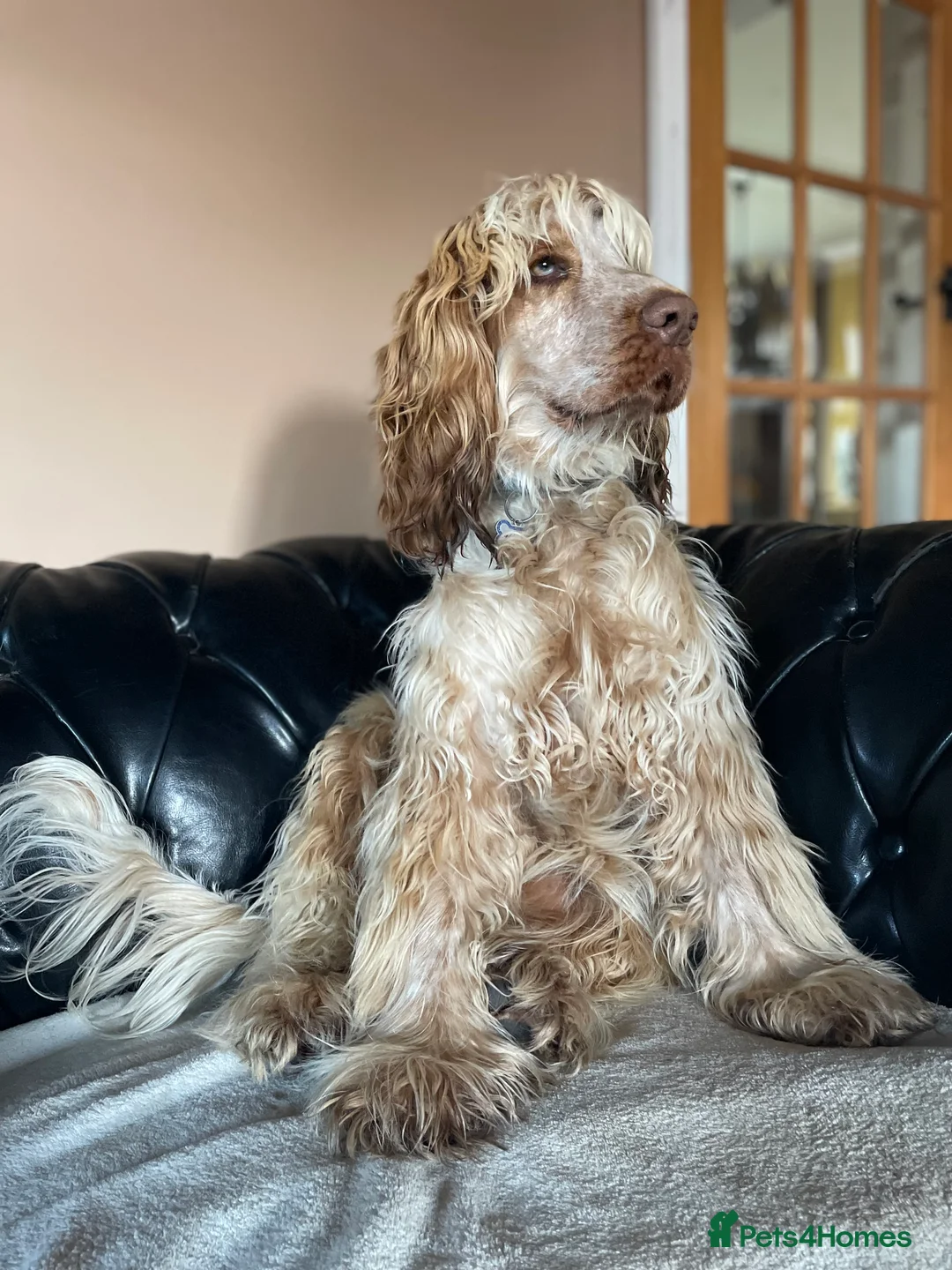 Cocker Spaniel dogs for sale: Gorgeous pair of pups remaining  - Advert 4