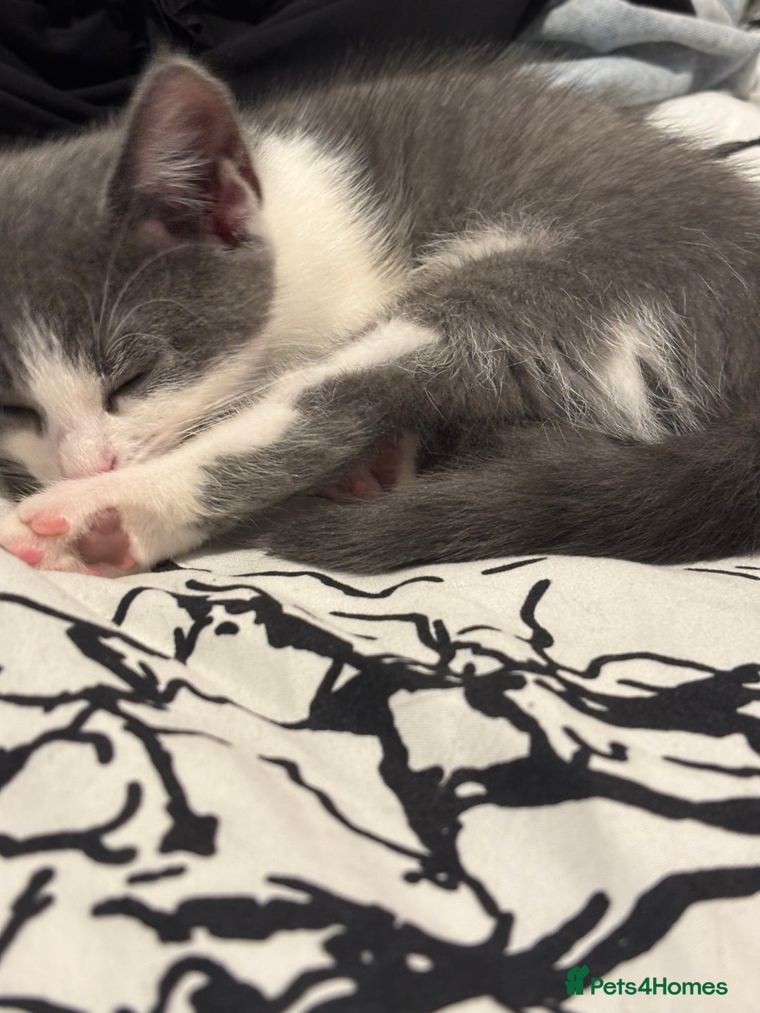 Domestic Shorthair cats for sale: 2 month old kitten looking for loving family - Advert 2