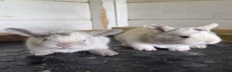 Angora rabbits for sale: Angora X bunny rabbits  - Advert 3