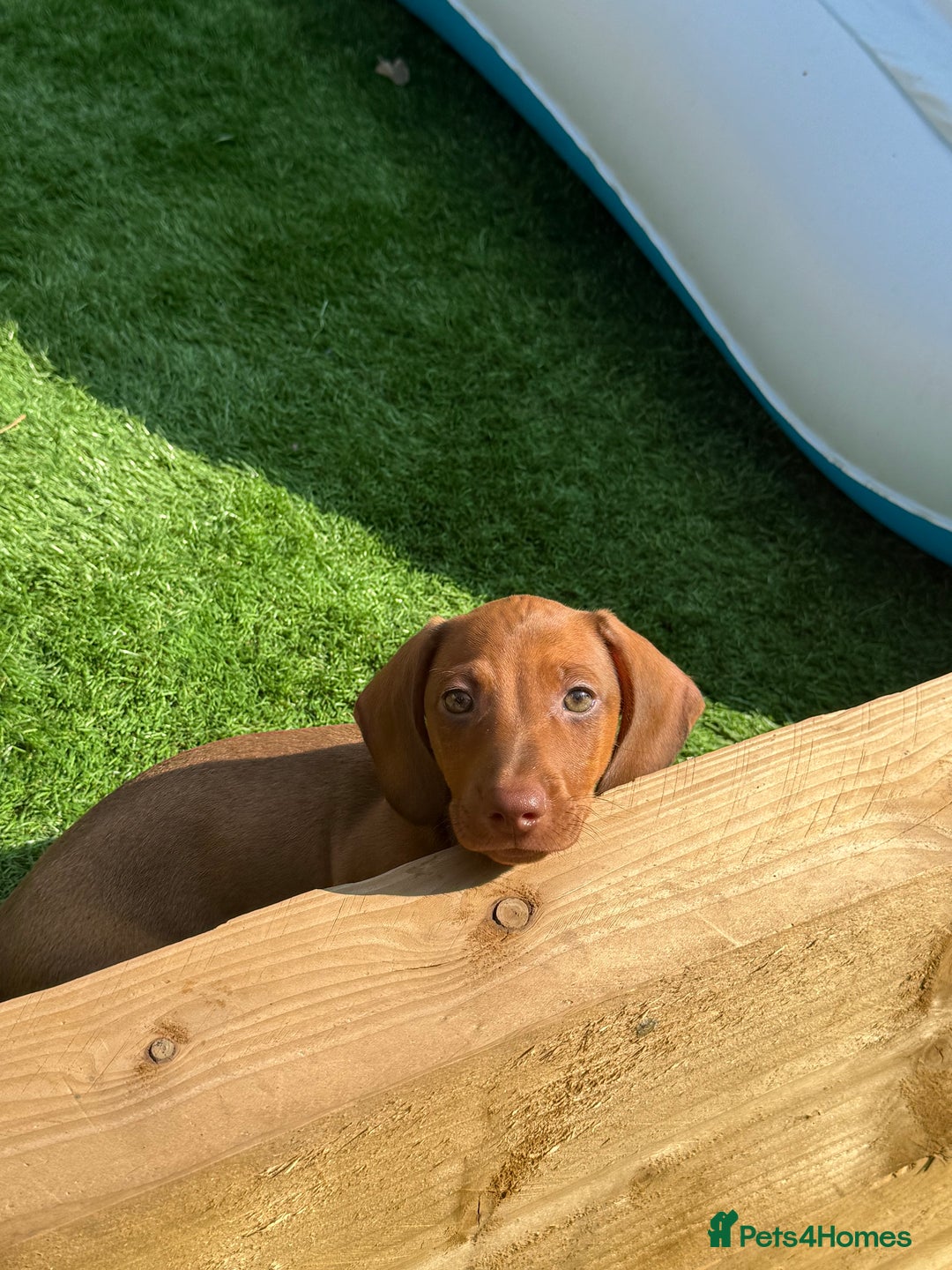 Miniature Dachshund dogs for sale: 5 miniature dachshund puppies  - Image 36