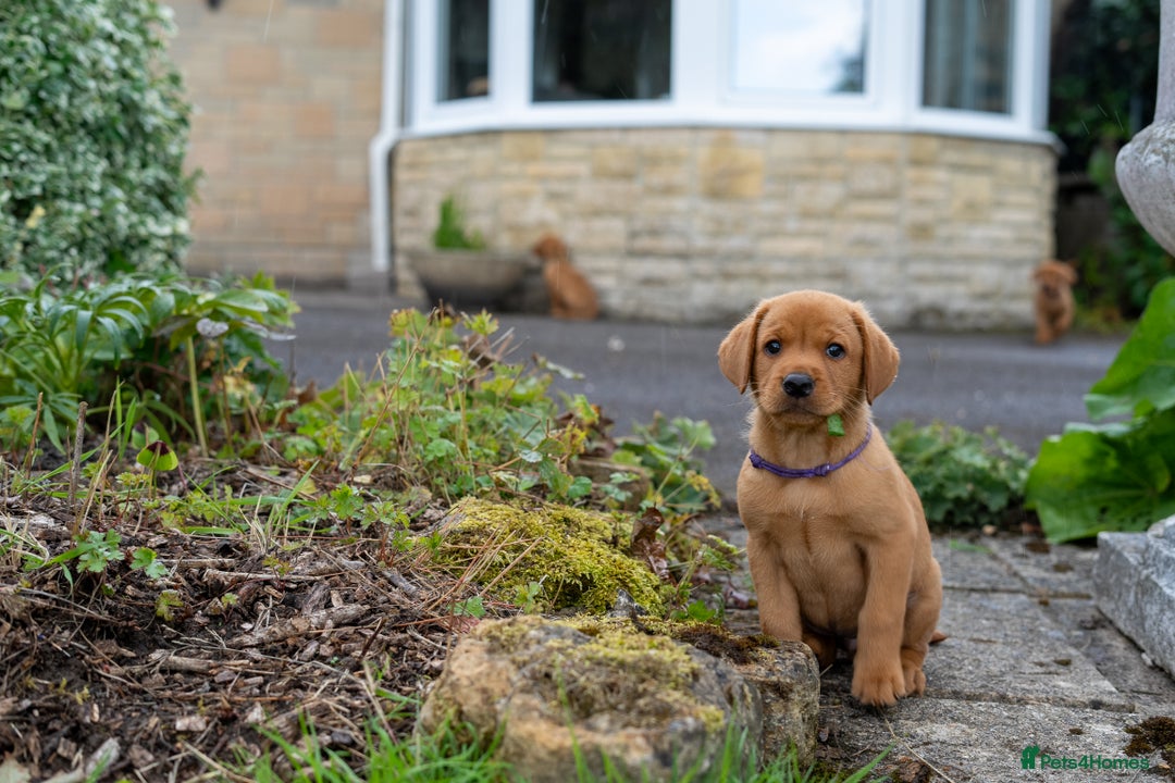 Labrador Retriever dogs for sale: KC Registered Fox Red Labrador Puppies  - Image 4