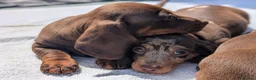 Miniature Dachshund dogs for sale: 🐾 Beautiful Miniature Dachshund Puppies 🐾 - Advert 1