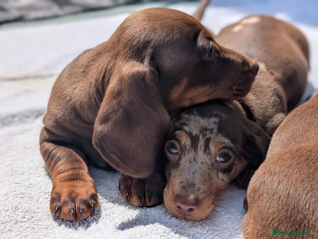 Miniature Dachshund dogs for sale: 🐾 Beautiful Miniature Dachshund Puppies 🐾 - Advert 1