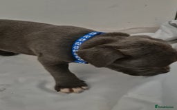Staffordshire Bull Terrier dogs for sale: Blue Staffs £1,100 Deposit is £245 - Image 18