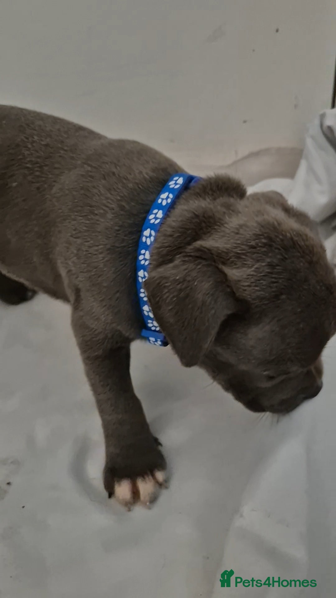 Staffordshire Bull Terrier dogs for sale: Blue Staffs £1,100 Deposit is £245 - Image 18