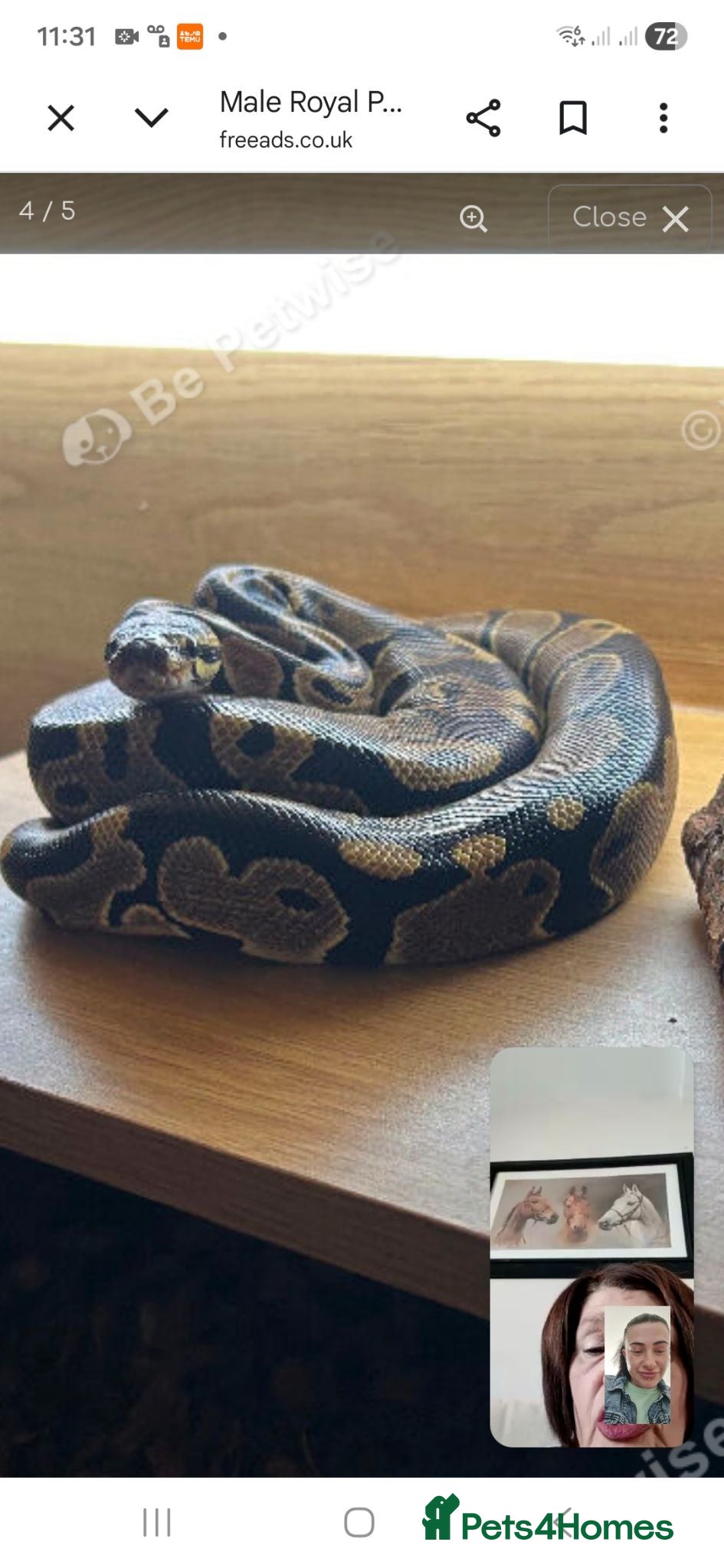 Python Snake reptiles 1.5 year old male royal python  - Advert 1