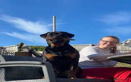 Rottweiler dogs for stud: Male for stud - Image 6
